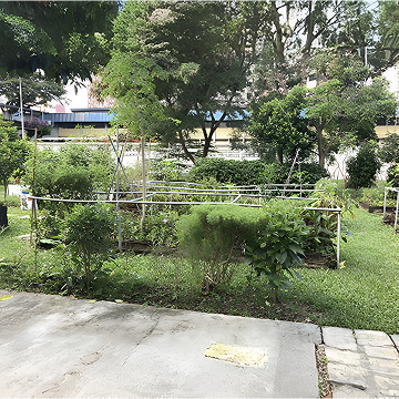 Supporting Canossian School's Reactivation of Edible Garden