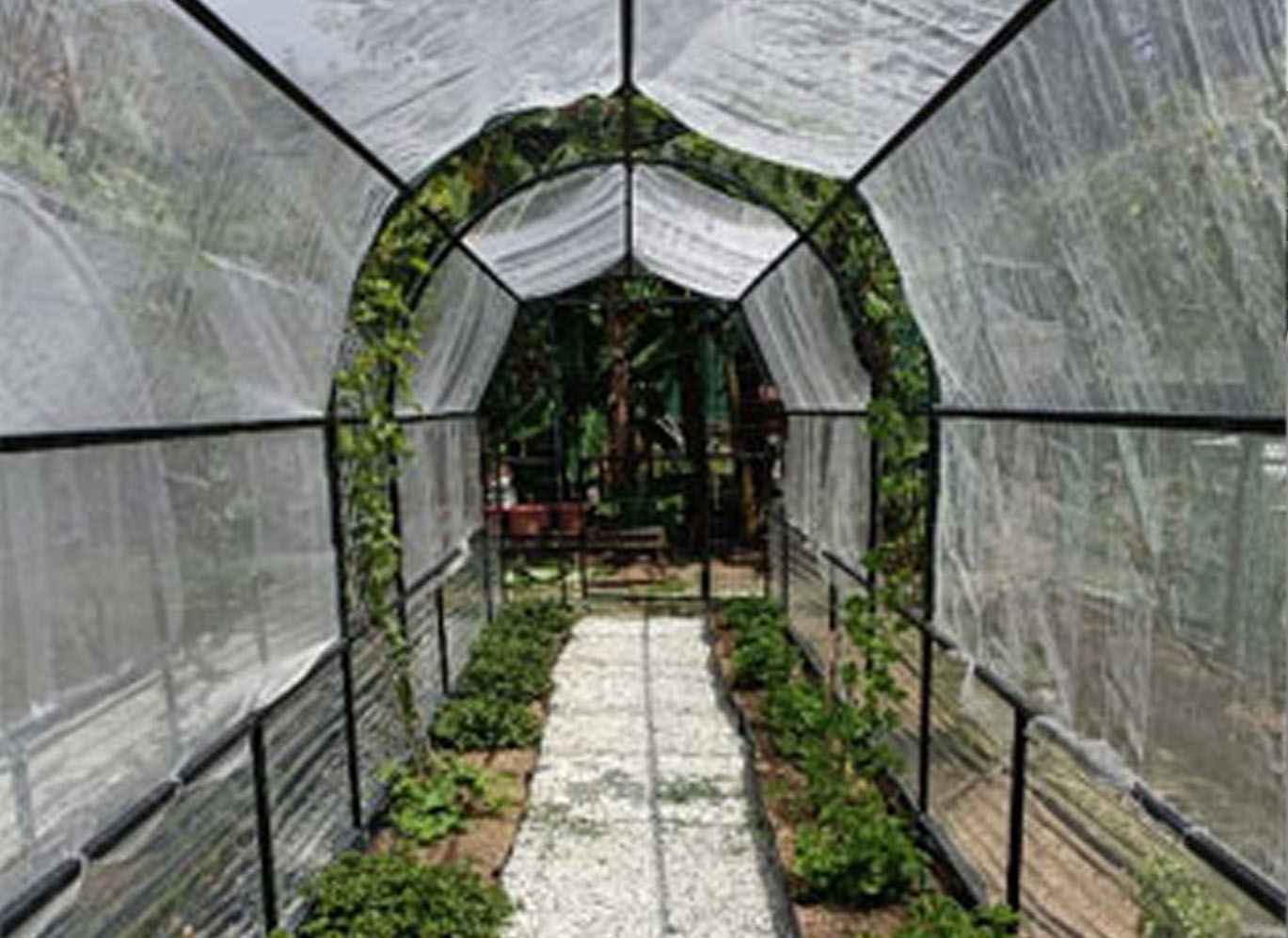 Supporting Garden Build in Hindu Endowments Board (HEB) - ASHRAM Halfway House